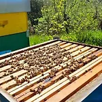 Bee Freeride Biker House
