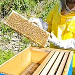 Bee Freeride Biker House