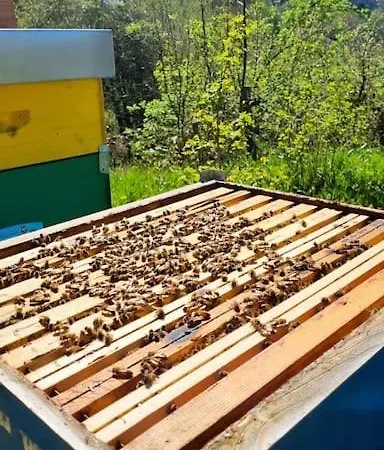 Bee Freeride Biker House