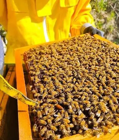 Bee Freeride Biker House